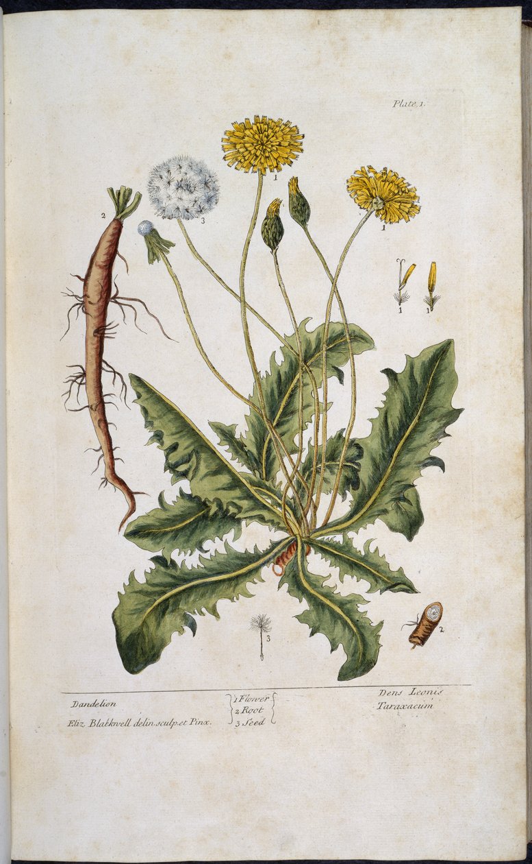 الهندباء من فيلم "A Curious Herbal ..." بقلم إليزابيث بلاكويل بواسطة مدرسة اللغة الإنجليزية