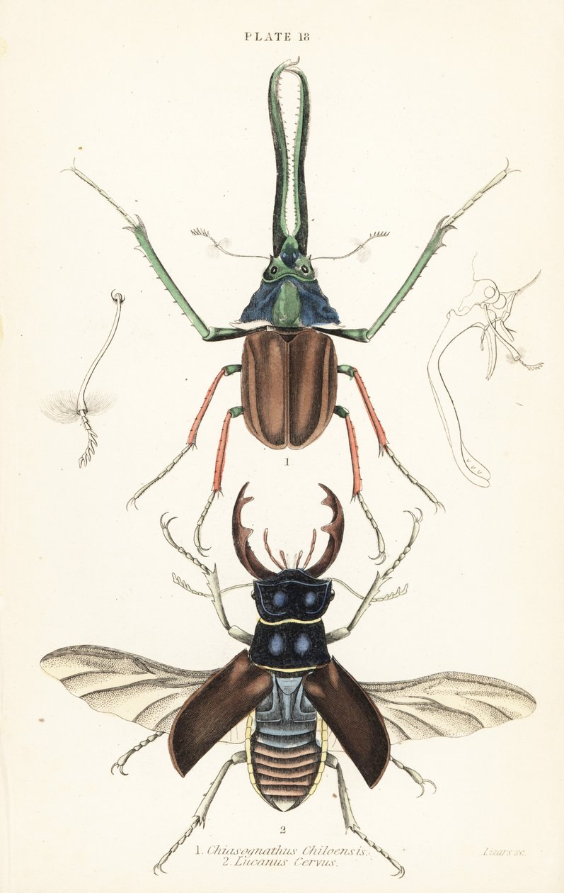 خنفساء داروين ، خنفساء غرانت أو خنفساء الأيل التشيلي ، Chiasognathus Grantii 1 ، وخنفساء الأيل الأوروبية ، Lucanus cervus 2 بواسطة مدرسة اللغة الإنجليزية