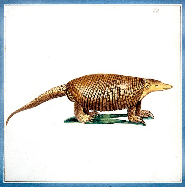 Dasypus armadillo ، حوالي عام 1810 (ألوان مائية على ورق) بواسطة مدرسة اللغة الإنجليزية