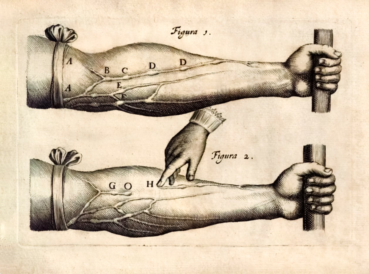 De Motu Cordi ، وضع Sanguinis في Animalibus '(حركة القلب والدم في الكائنات الحية) بواسطة William Harvey (1578-1657) نُشر لأول مرة في عام 1628 يُظهر شبكة الأوردة في الساعد التي تحتوي على صمامات أحادية الاتجاه. بواسطة مدرسة اللغة الإنجليزية