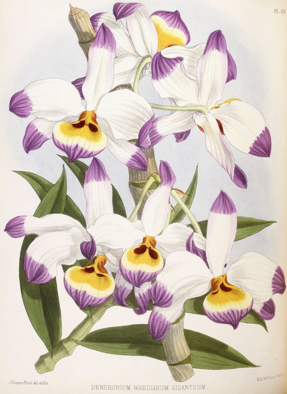 Dendrobium Wardianum Giganteum ، 1824-1890 بواسطة مدرسة اللغة الإنجليزية