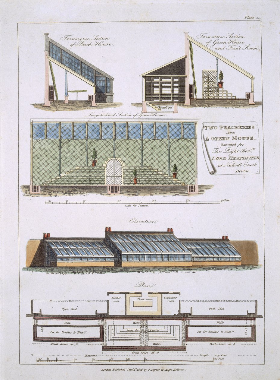 تصميم لاثنين من الخوخ ودفيئة ، 1806 بواسطة مدرسة اللغة الإنجليزية