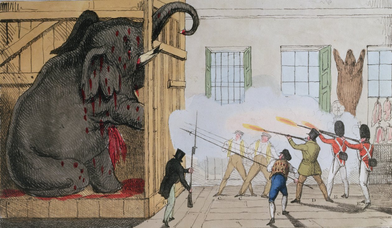 تدمير الفيل النبيل في السيد Crosss Exeter Change ، 1826 بواسطة مدرسة اللغة الإنجليزية