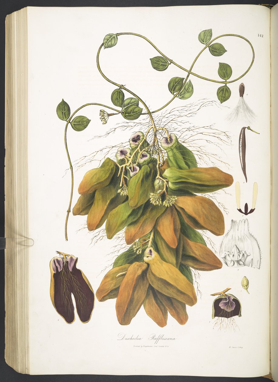 Dischidia Rafflesiana ، اللوحة 142 من "Plantæ Asiaticæ Rariores ؛ أو ، أوصاف وأرقام عدد مختار من نباتات الهند الشرقية غير المنشورة. LP 