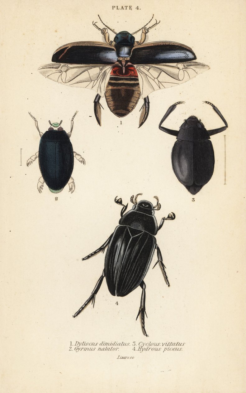 خنفساء الغوص ، Dytiscus dimidiatus 1 ، خنفساء دوامة شائعة ، Gyrinus natator 2 ، Cyclous vittatus 3 ، وخنفساء الماء الفضي العظيم ، Hydrophilus piceus 4 بواسطة مدرسة اللغة الإنجليزية