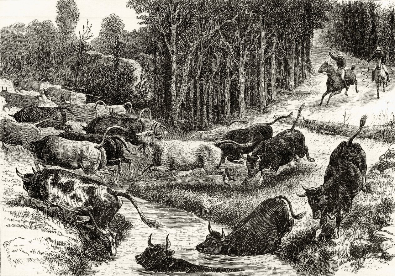 قيادة الماشية في أستراليا ، c.1880 ، من "الصور الأسترالية" بقلم هوارد ويلوبي ، نشرتها جمعية المسالك الدينية ، لندن ، 1886 بواسطة مدرسة اللغة الإنجليزية