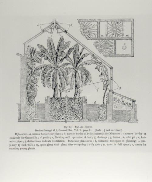 ارتفاع دفيئة ، من "دليل مزارع الفاكهة" لجون رايت ، تم نشره حوالي 1897-1905 (نقش) (صورة بالأبيض والأسود) بواسطة مدرسة اللغة الإنجليزية