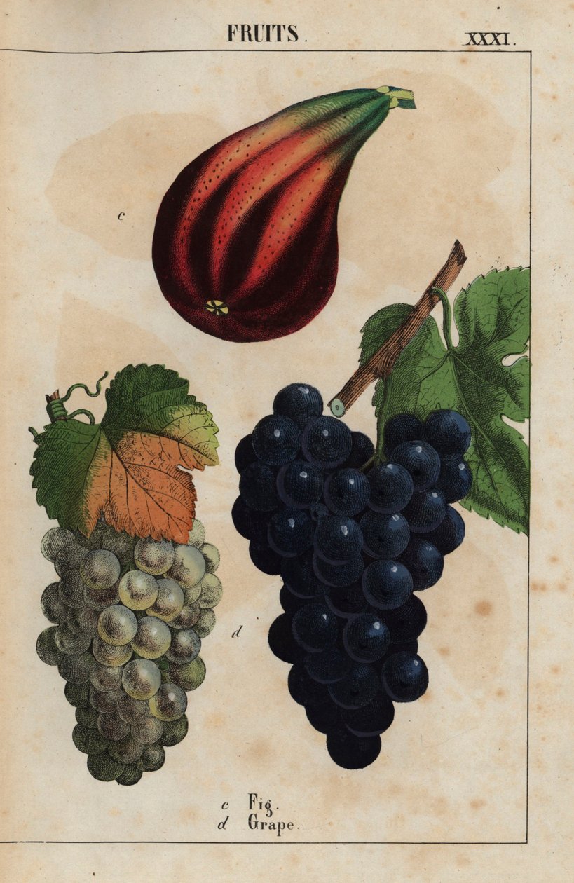 التين والعنب  ، من "The Instructive Picturebook، or Lessons from the Vegetable World،" [شارلوت ماري يونج] ، إدنبرة بواسطة مدرسة اللغة الإنجليزية