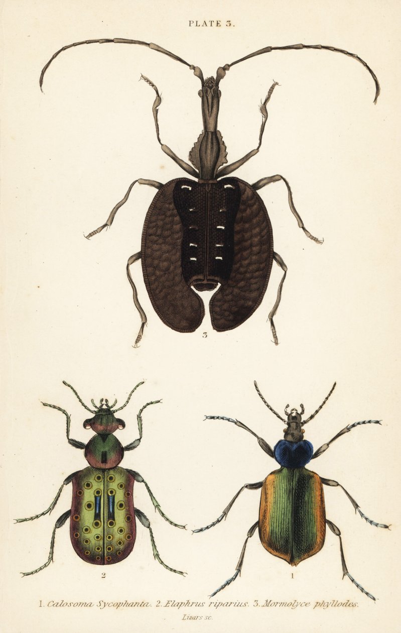 صائد كاتربيلر الغابات ، Calosoma sycophanta 1 ، خنفساء الأرض ، Elaphrus riparius 2 ، وخنفساء الكمان ، Mormolyce phyllodes 3 بواسطة مدرسة اللغة الإنجليزية