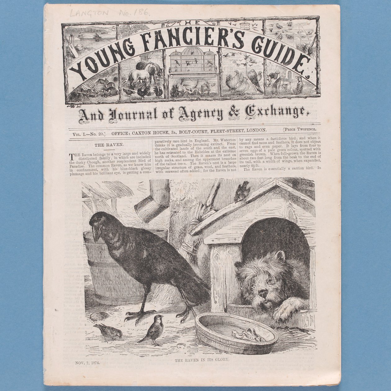 صورة من دليل The Fanciers Guide ، 1874 (انظر أيضًا 315145) بواسطة مدرسة اللغة الإنجليزية