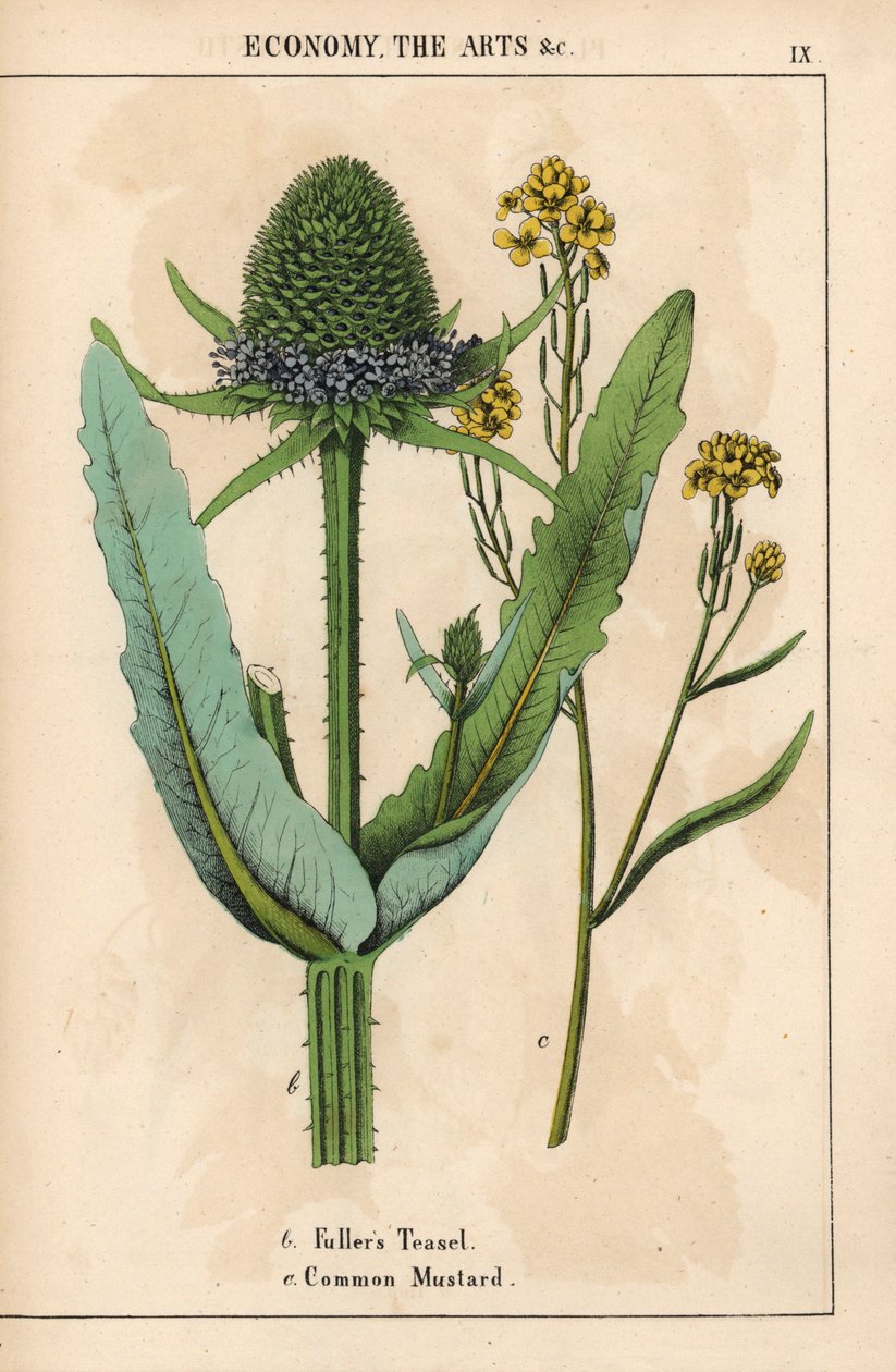 ندف فولر أو الشوك والخردل العادي مع الزهور الصفراء  ، من "The Instructive Picturebook، or Lessons from the Vegetable World،" [شارلوت ماري يونج] ، إدنبرة بواسطة مدرسة اللغة الإنجليزية