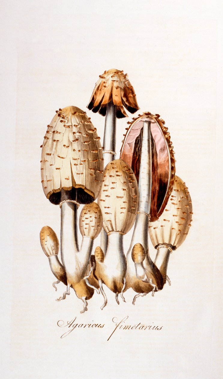 الفطريات: Agaricus fimelarius [غطاء الحبر الشائع] ، رسم توضيحي من Flora Londiniensis [زهور لندن] بقلم ويليام كيرتس ، نشر 1777-98 (نقش ملون) بواسطة مدرسة اللغة الإنجليزية