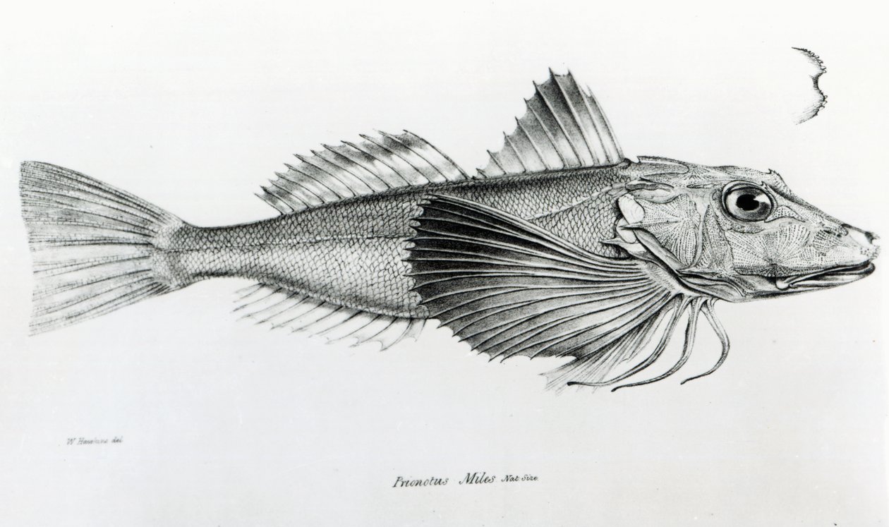 غالاباغوس غورنارد ، اللوحة 6 من "علم الحيوان في رحلة السفينة الملكية بيغل ، 1832-36" بقلم تشارلز داروين بواسطة مدرسة اللغة الإنجليزية