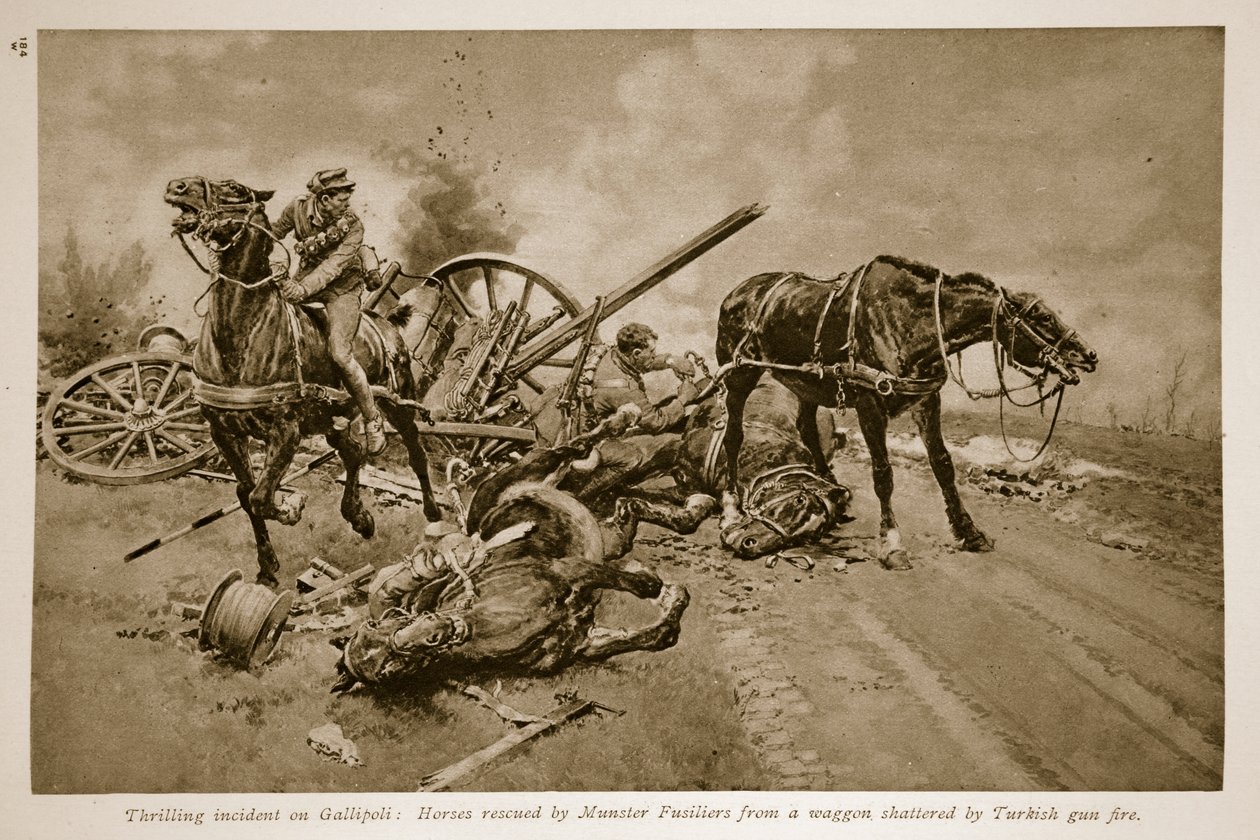 غاليبولي: الخيول التي أنقذها مونستر فيسيليرز من عربة مدمرة بنيران الأسلحة التركية ، 1914-1919 بواسطة مدرسة اللغة الإنجليزية