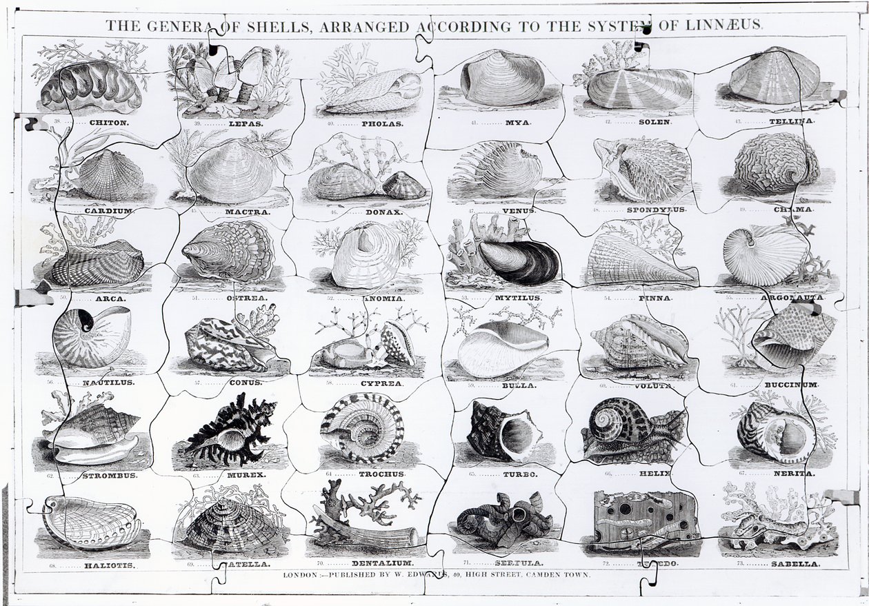 Genera of Shells Jigsaw، pub. بواسطة دبليو إدواردز بواسطة مدرسة اللغة الإنجليزية