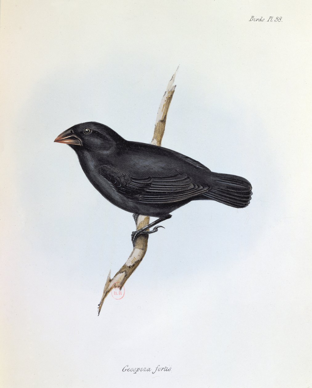 Geospiza Fortis ، رسم توضيحي من علم الحيوان لرحلة HMS Beagle ، 1832-1836 ، بقلم تشارلز داروين (1809-92) ، 1840 بواسطة مدرسة اللغة الإنجليزية