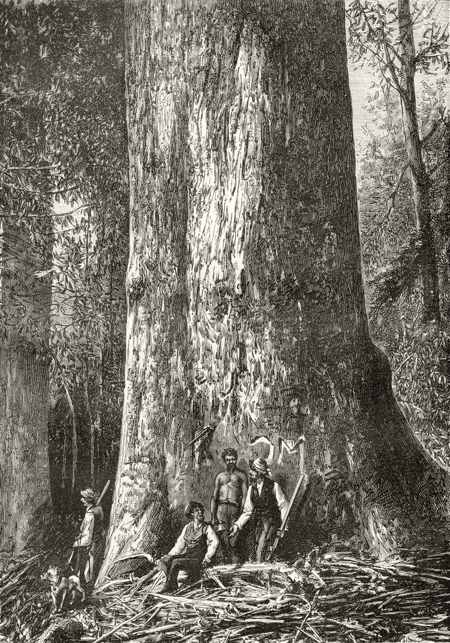 Giant Gum Tree ، c.1880 ، من "الصور الأسترالية" بقلم هوارد ويلوبي ، نشرتها جمعية المسالك الدينية ، لندن ، 1886 بواسطة مدرسة اللغة الإنجليزية