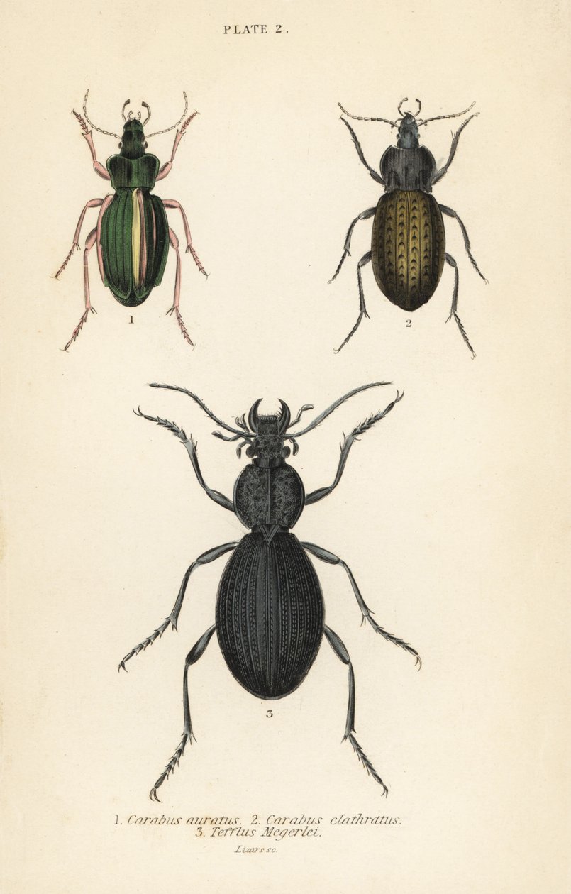 الخنفساء الذهبية المطحونة ، Carabus auratus 1 ، الخنفساء المطحونة ، Carabus clathratus 2 ، الخنفساء الكبيرة السوداء المطحونة ، Tefflus megerlei بواسطة مدرسة اللغة الإنجليزية
