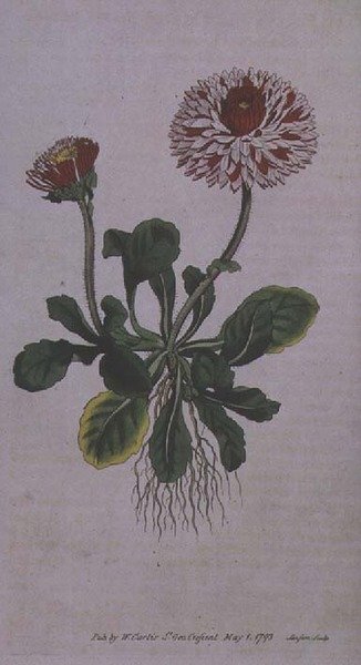 Great Double Daisy (Bellis perennis var. major flore pleno) ، اللوحة 228 من William Curtis "The Botanical Magazine" (أو "Flower Garden Displayed") ، محفور بواسطة F. Sansom، pub. 1793-94 بواسطة مدرسة اللغة الإنجليزية
