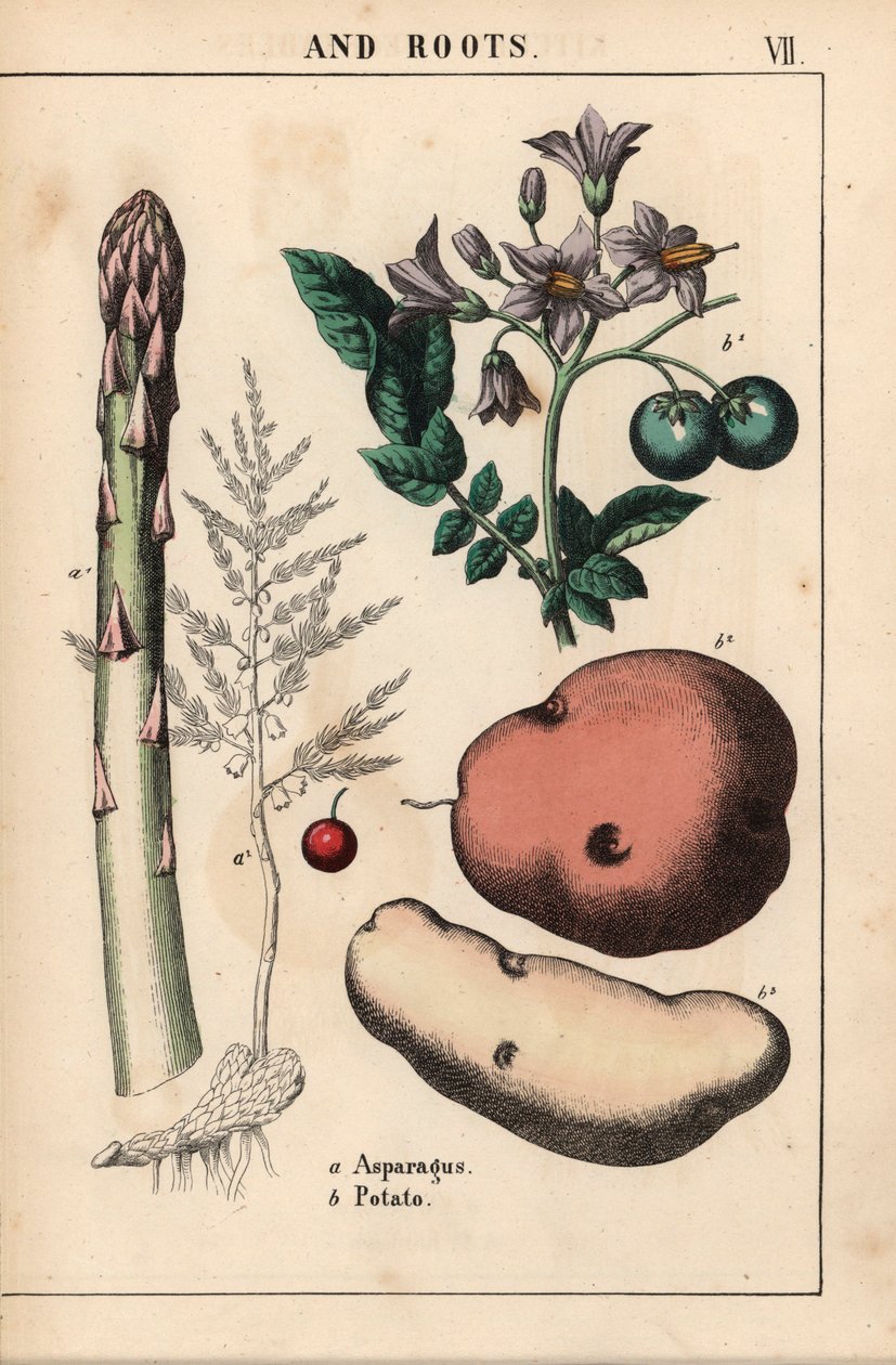 الهليون الأخضر والبطاطا   ، من "The Instructive Picturebook، or Lessons from the Vegetable World،" [شارلوت ماري يونج] ، إدنبرة بواسطة مدرسة اللغة الإنجليزية