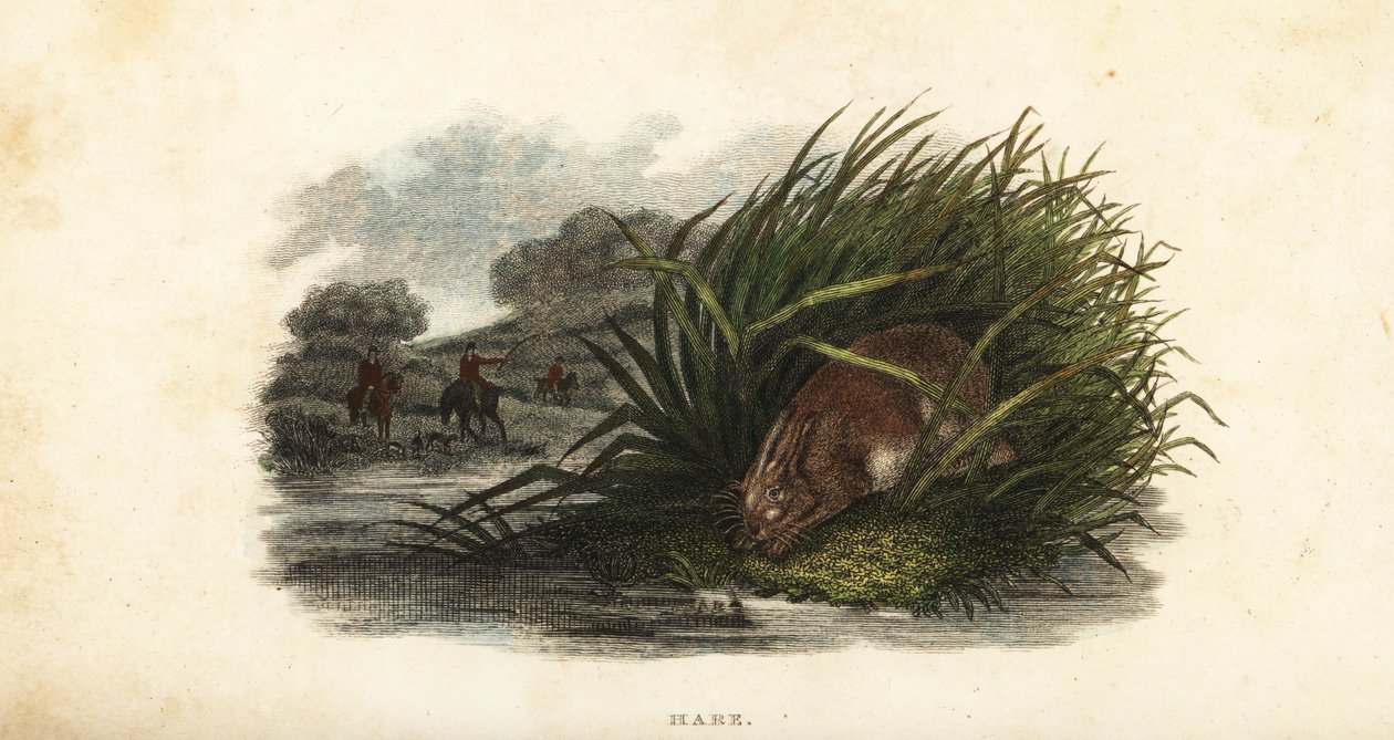 Hare hiding from hunters in a stand of rushes on an island in a pond بواسطة مدرسة اللغة الإنجليزية