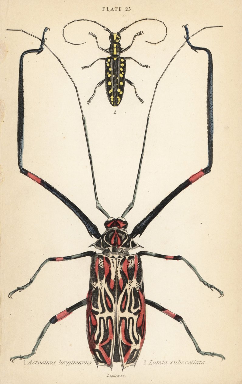 خنفساء Harlequin ، Acrocinus longimanus 1 ، وخنفساء ذات قرون طويلة مسطحة ، Taeniotes subocellatus 2 بواسطة مدرسة اللغة الإنجليزية