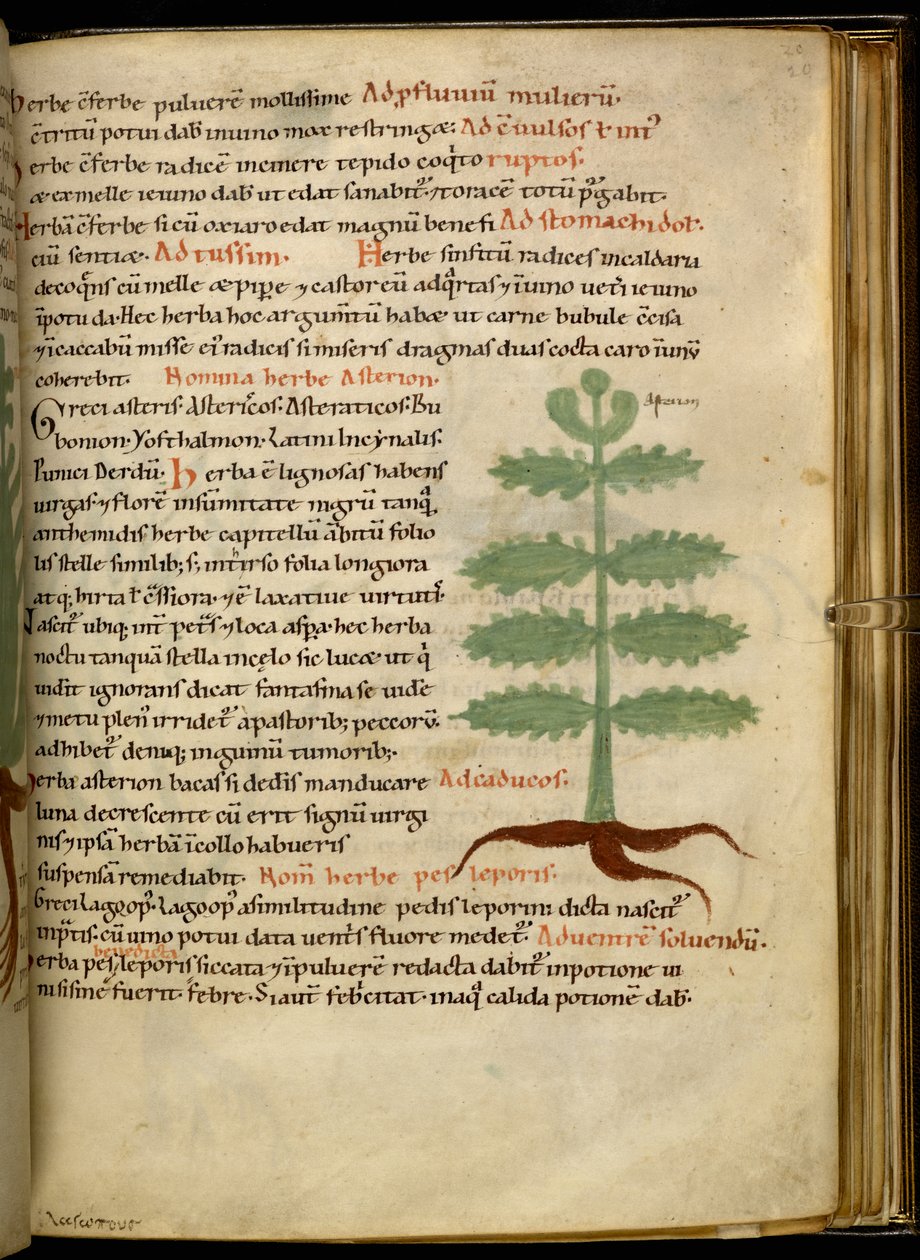 Harley 4986 fol.20 The Herb Asterion (vellum) بواسطة مدرسة اللغة الإنجليزية