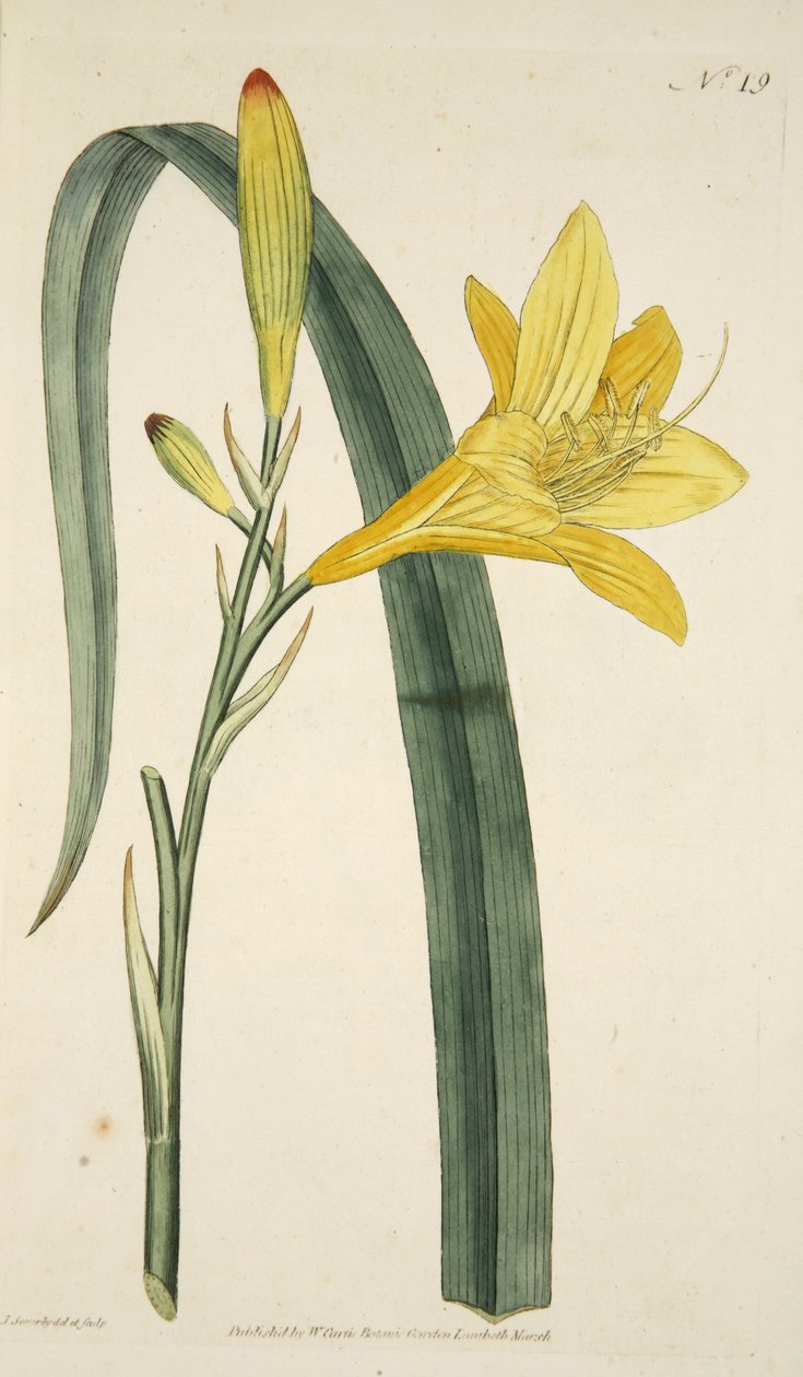 Hemerocallis Flava (Yellow Day Lily) من مجلة Magzaine النباتية أو حديقة الزهور المعروضة ، الحانة. 1796 (نقش ملون) بواسطة مدرسة اللغة الإنجليزية