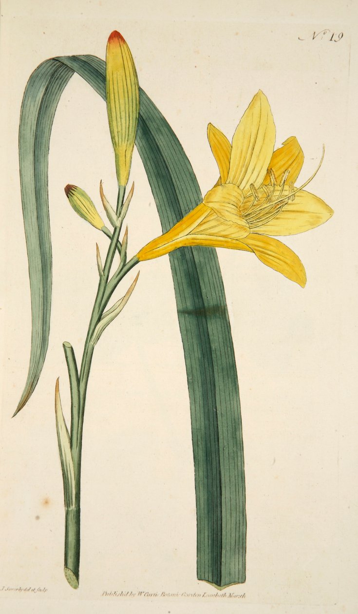 Hemerocallis Flava Yellow Day Lily ، حانة. 1796 نقش ملون باليد. بواسطة مدرسة اللغة الإنجليزية