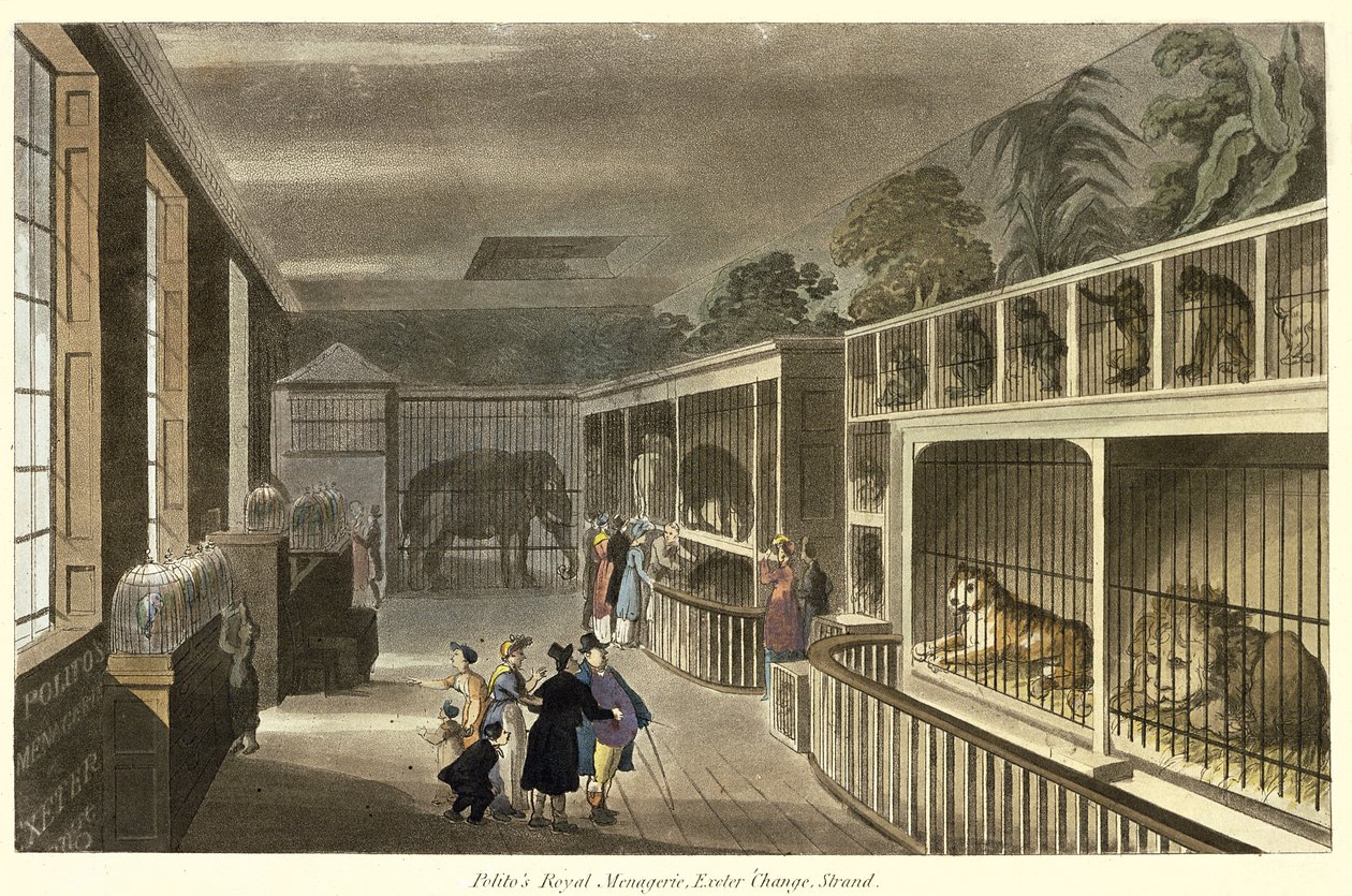 المنظر الداخلي لـ Politos Royal Menagerie ، إكستر التغيير ، ستراند ، 1812 (أكواتينت) بواسطة مدرسة اللغة الإنجليزية