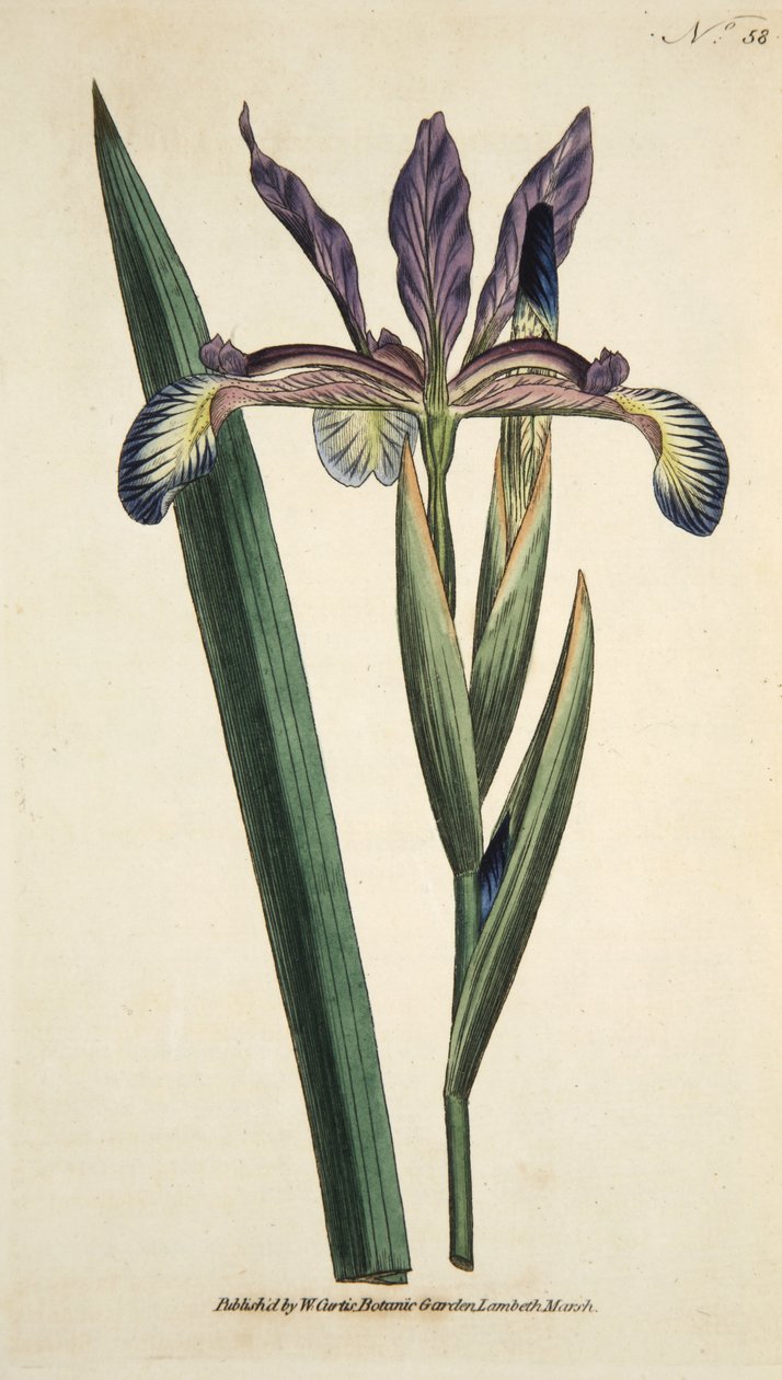 Iris Spuria (Spurios Iris) ، من The Botanical Magzaine أو Flower Garden Displayed ، حانة. 1790 (نقش ملون يدوي) بواسطة مدرسة اللغة الإنجليزية