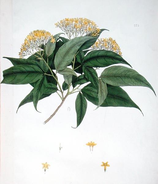 الياسمينوم Heterophyllum (لون الليثو) بواسطة مدرسة اللغة الإنجليزية
