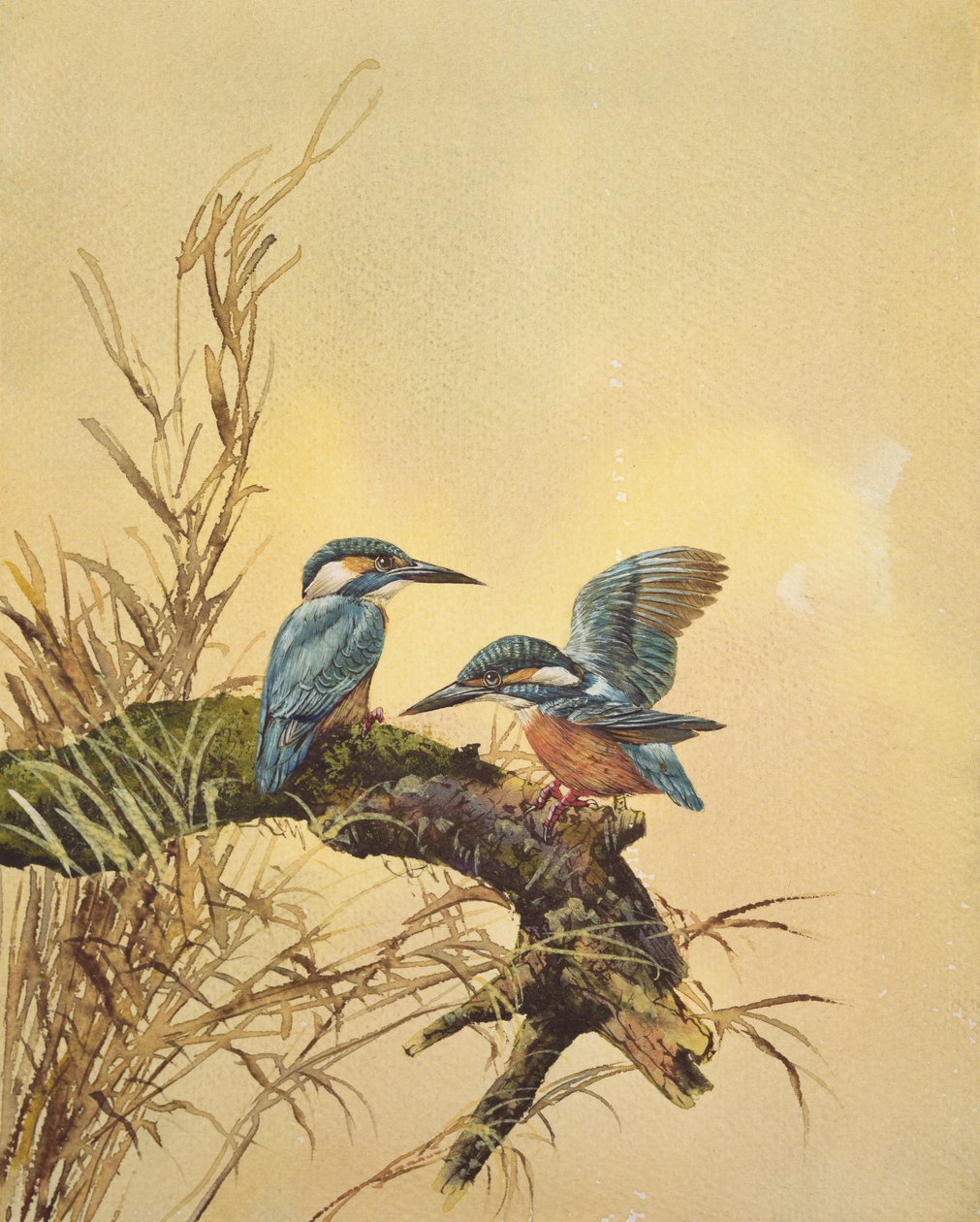Kingfishers ، c.1890 (مرحاض على ورق) بواسطة مدرسة اللغة الإنجليزية