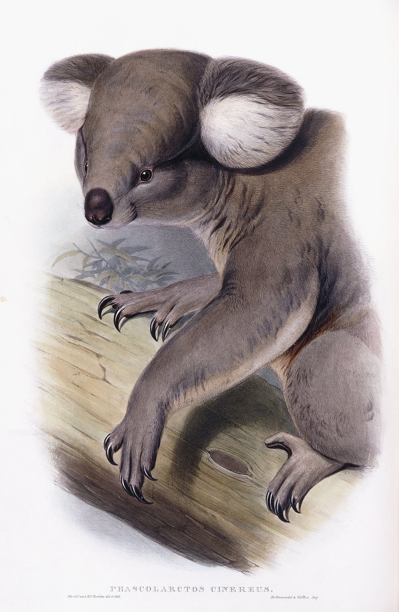 كوالا - Phascolarctos cinereus ، 1845-1863 بواسطة مدرسة اللغة الإنجليزية