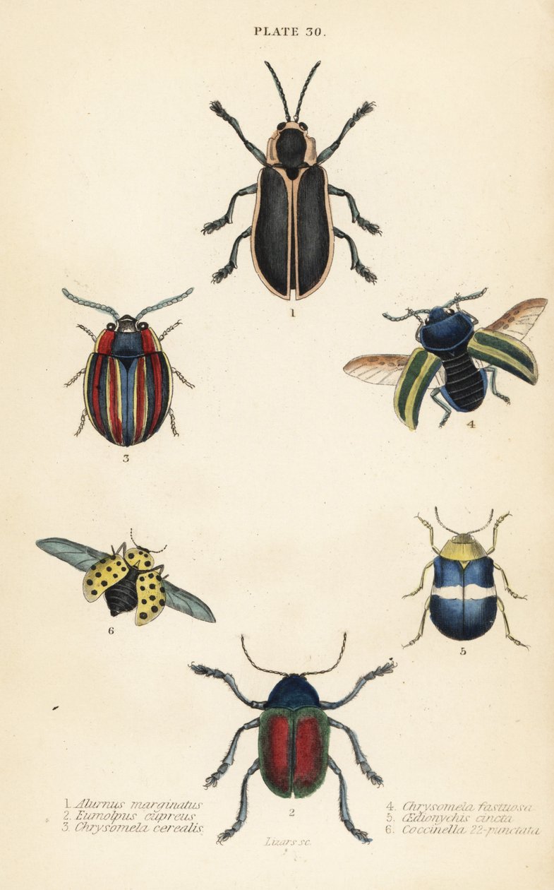 خنافس الأوراق ، Ischnocodia 1 هامش ، Eumolpus curpreus 2 ، 3 Chrysolina Ceres ، خنفساء أوراق نبات القراص ، Chrysolina fastuosa 4 ، 5 و Oedionychis محاط بـ 22 بقعة الدعسوقة Psyllobora vigintiduopunctata 6 بواسطة مدرسة اللغة الإنجليزية