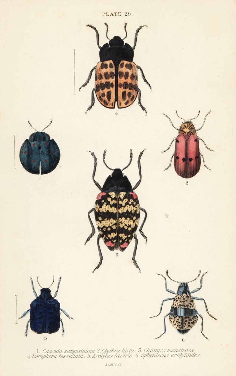 Leaf beetles: Cyrtonota sexpustulata 1, Lachnaia hirta 2, Chlamys monstrosa 3, Doryphora tessellata 4, Erotylus histrio 5 and Spheniscus erotyloides 6 بواسطة مدرسة اللغة الإنجليزية