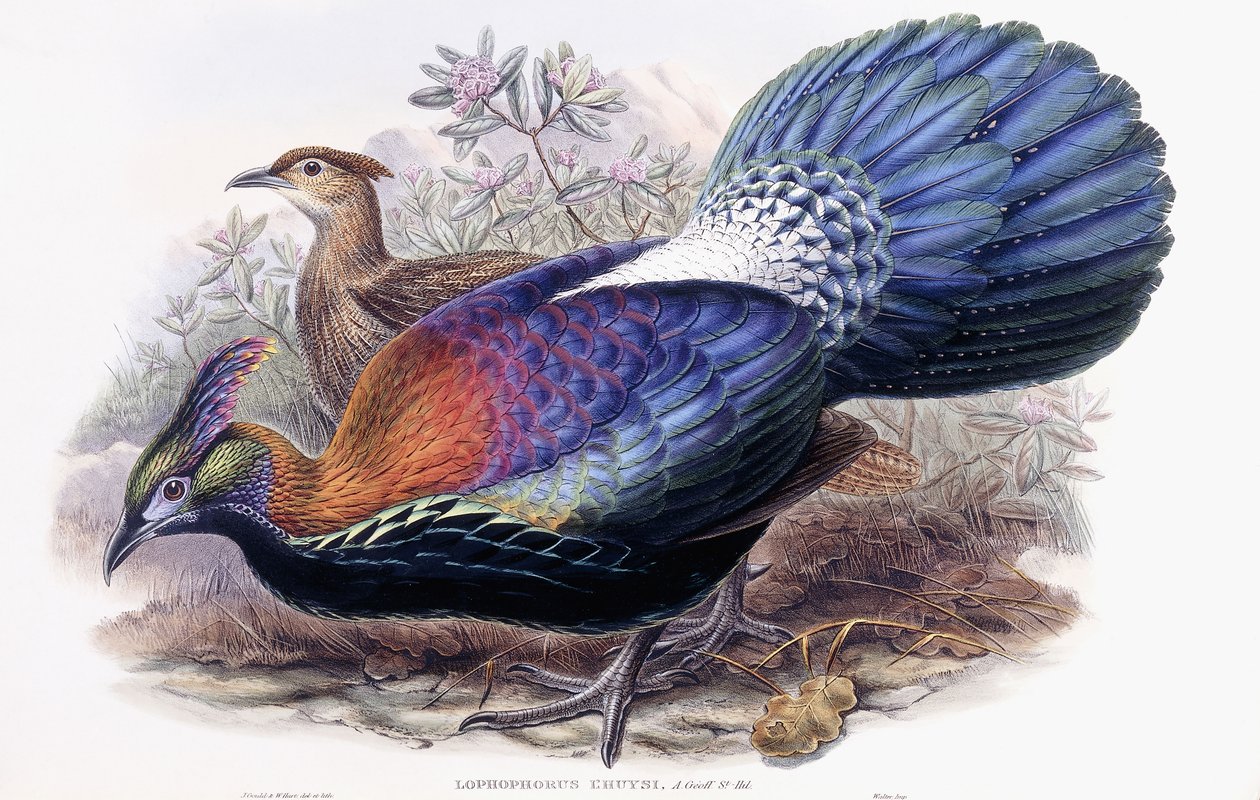 Lophophorus Lhuysii بواسطة مدرسة اللغة الإنجليزية