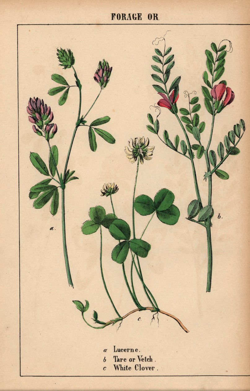 لوسيرن ، الفارغة أو البيقية ، والبرسيم الأبيض ، من "The Instructive Picturebook، or Lessons from the Vegetable World،" [شارلوت ماري يونج] ، إدنبرة بواسطة مدرسة اللغة الإنجليزية