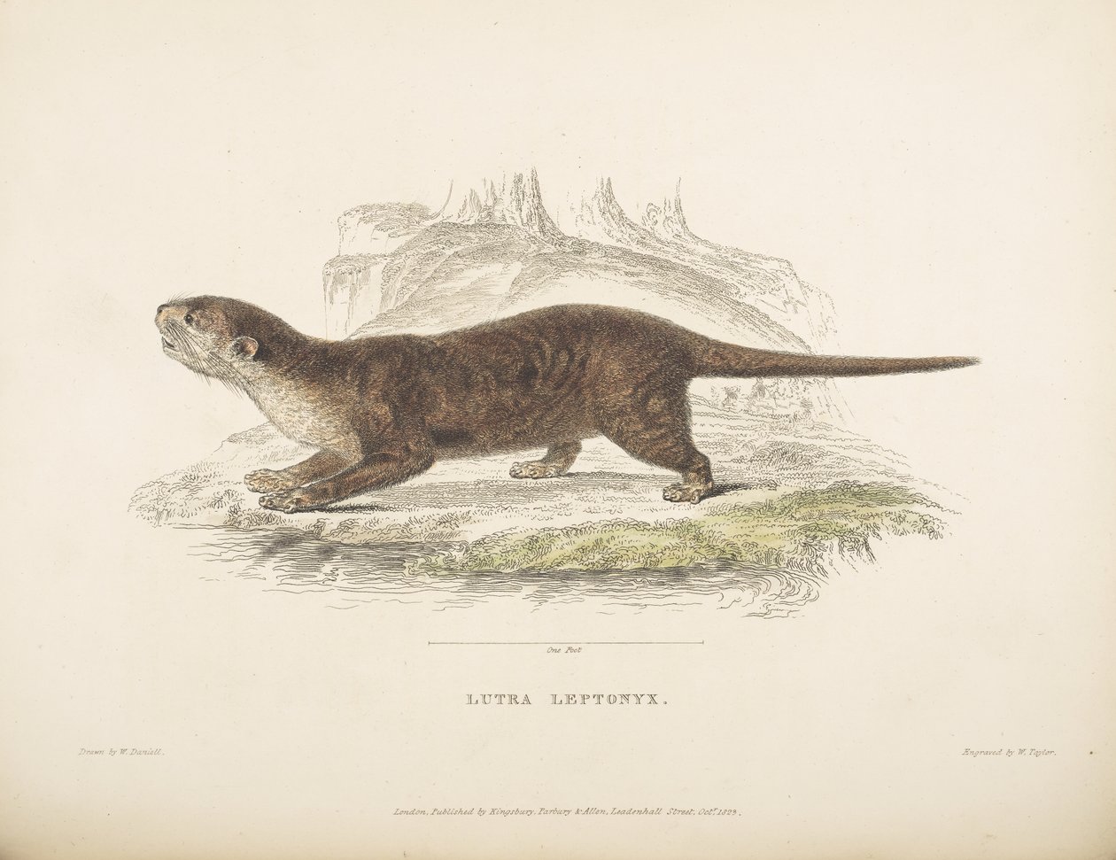 Lutra Leptonyx ، من "أبحاث علم الحيوان في جافا والجزر المجاورة" ، بقلم توماس هورسفيلد بواسطة مدرسة اللغة الإنجليزية