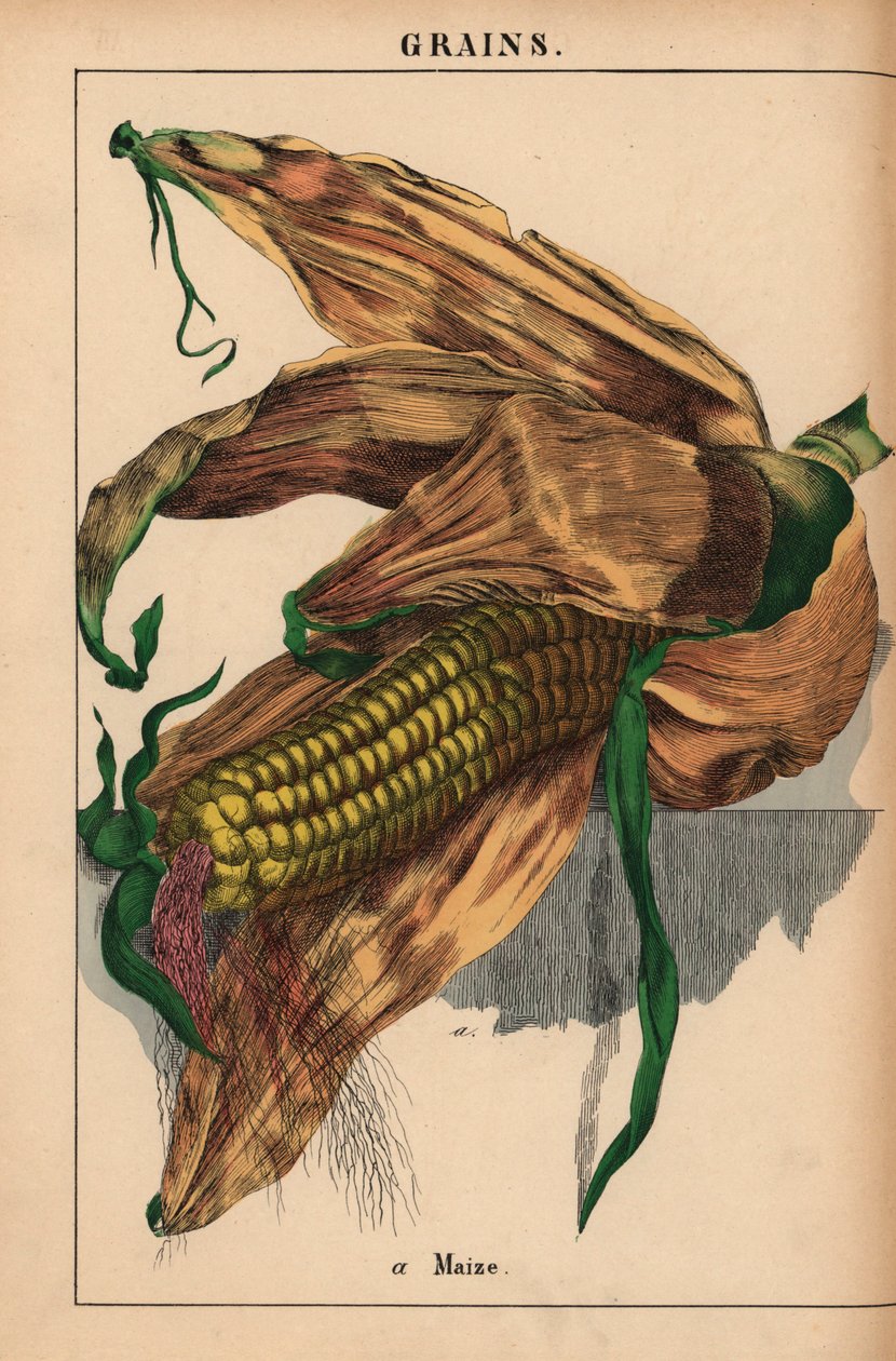 ذرة ، ذرة أو ذرة حلوة  ، من "The Instructive Picturebook، or Lessons from the Vegetable World،" [شارلوت ماري يونج] ، إدنبرة بواسطة مدرسة اللغة الإنجليزية