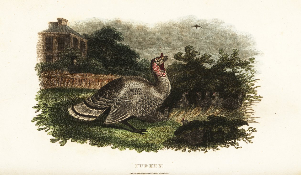 ذكر ديك رومي ، Meleagris gallopavo ، يحمي دجاجة البانتام من صقر مفترس بواسطة مدرسة اللغة الإنجليزية