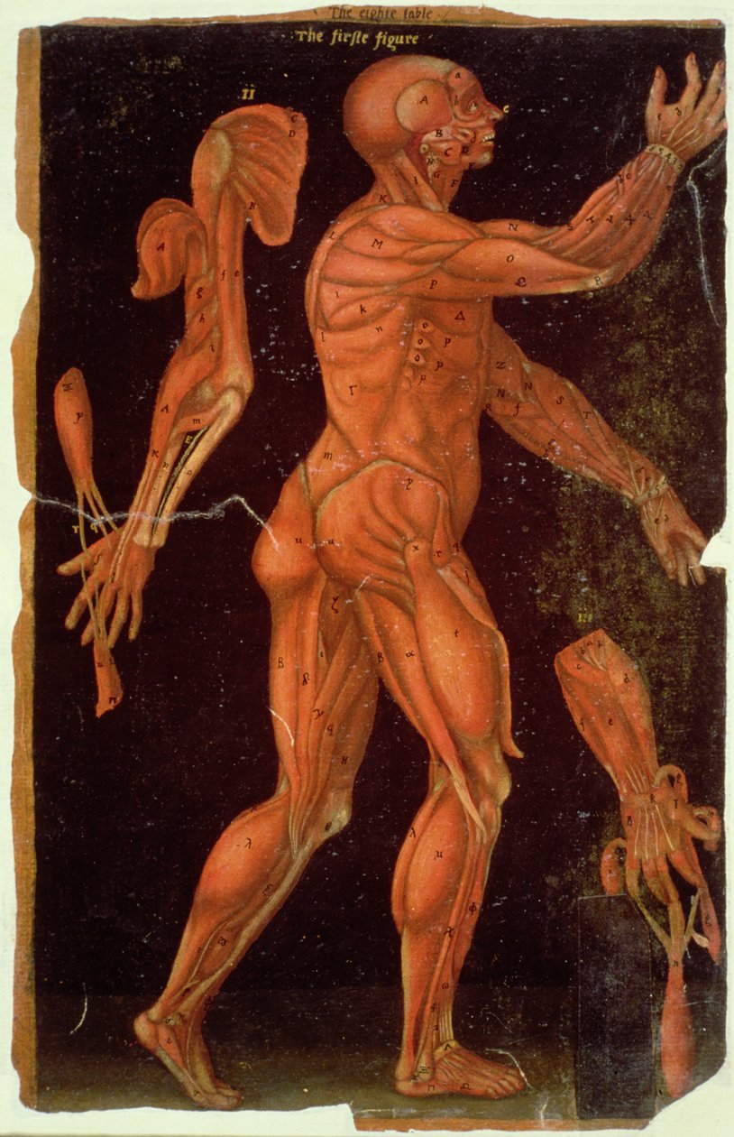 MS Hunter 364 الجدول الثامن تشريح ، من الجداول التشريحية ، بقلم جون بانيستر (1540-1610) (زيت على ورق بني) بواسطة مدرسة اللغة الإنجليزية