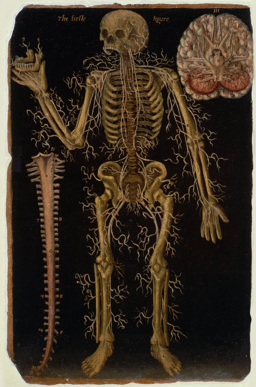 Ms Hunter 364 Table VI Dissection، from Anatomical Tables، by John Banister (1540-1610) (زيت على ورق بني) بواسطة مدرسة اللغة الإنجليزية