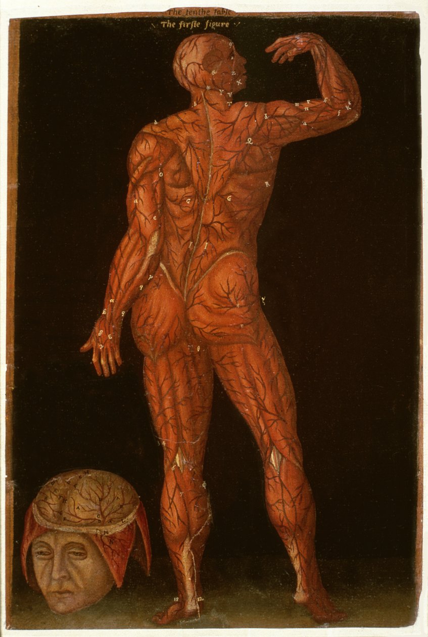 تشريح 364 الجدول X تشريح ، من الجداول التشريحية ، بقلم جون بانيستر (1540-1610) (زيت على ورق بني) بواسطة مدرسة اللغة الإنجليزية