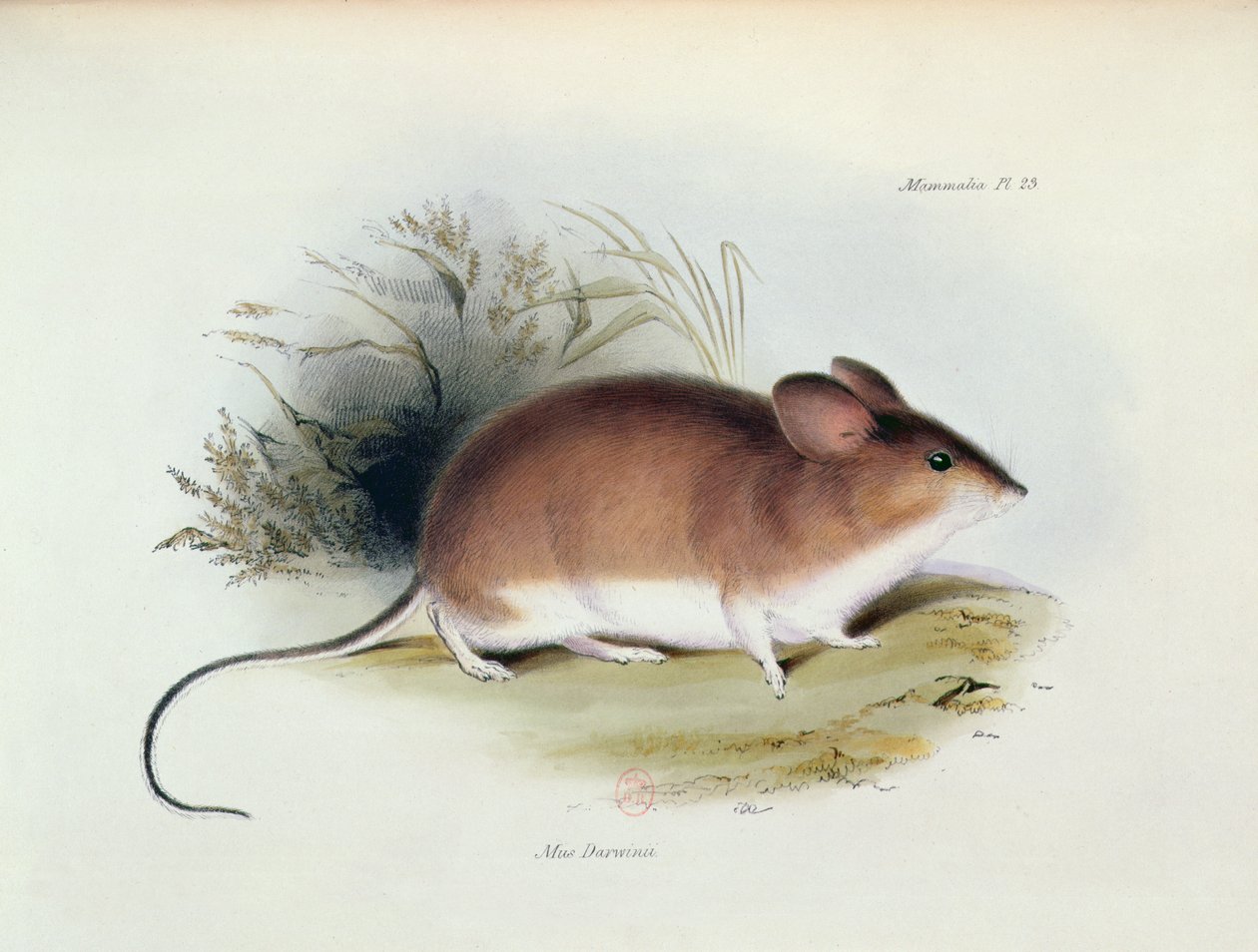 Mus Darwinii ، رسم توضيحي من علم الحيوان لرحلة HMS Beagle ، 1832-1836 ، بقلم تشارلز داروين (1809-92) ، 1840 بواسطة مدرسة اللغة الإنجليزية