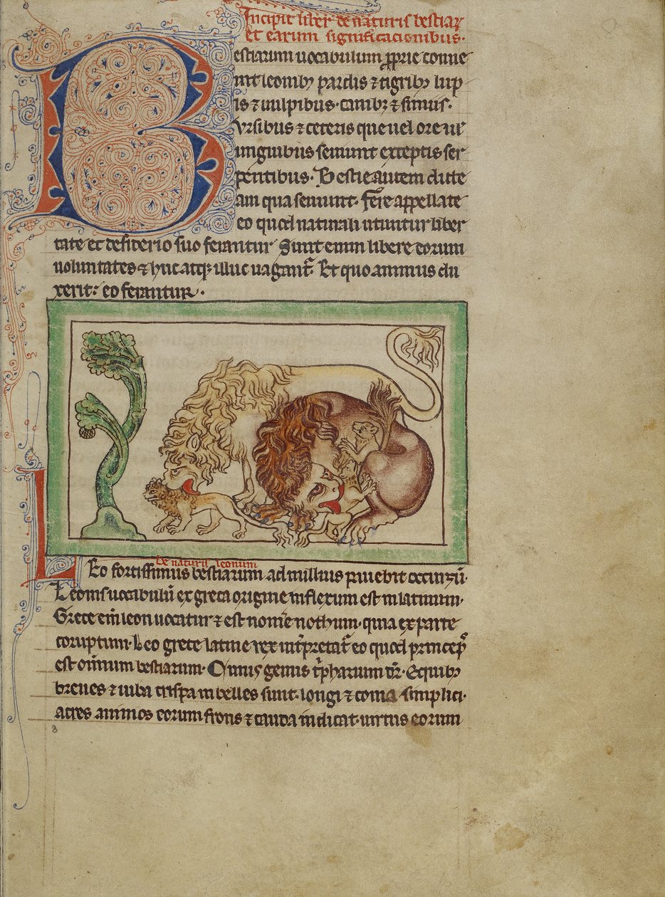 Northumberland Bestiary ، c.1250-60 (غسيل ملون وحبر على ورق) بواسطة مدرسة اللغة الإنجليزية