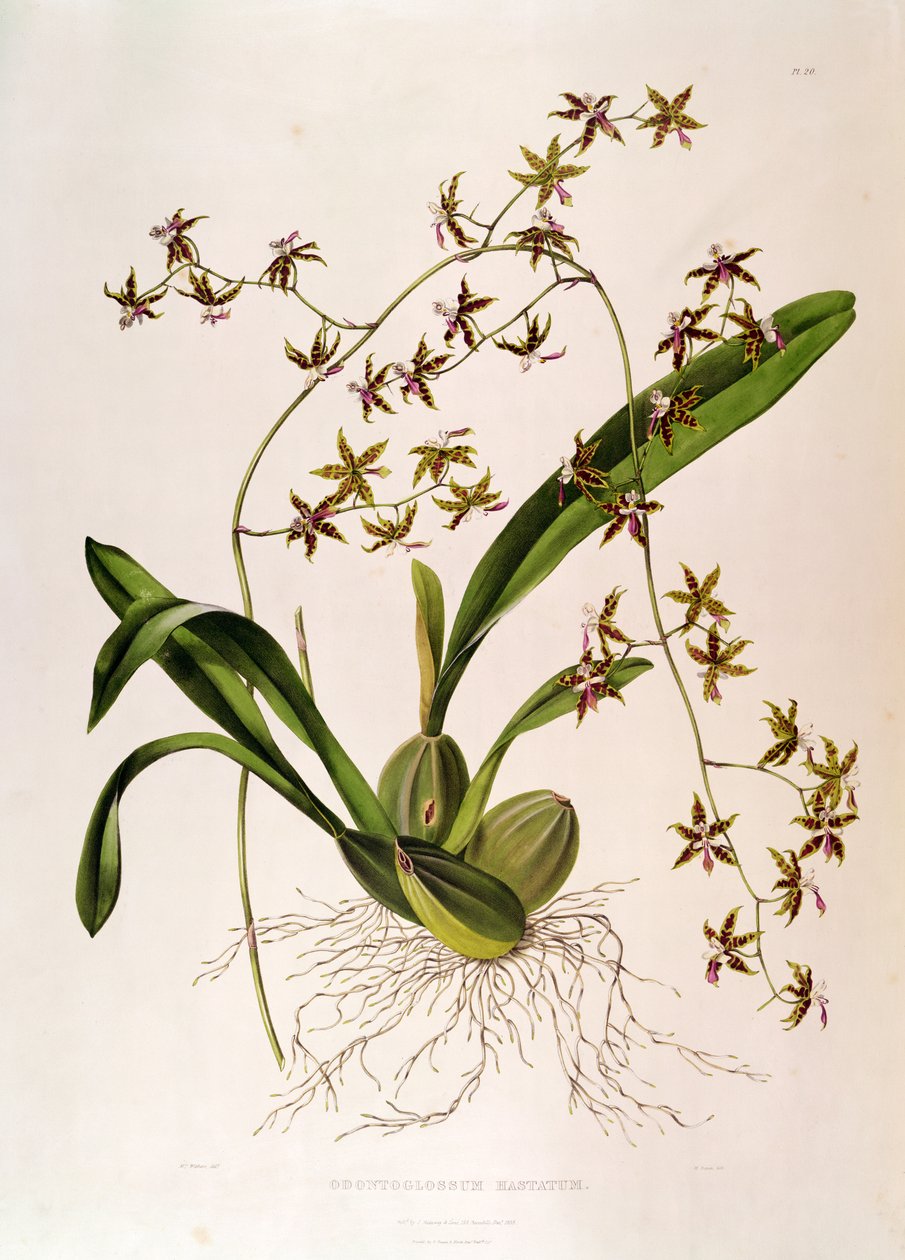 Odontoglossum Hastatum (نقش ملون باليد) بواسطة مدرسة اللغة الإنجليزية