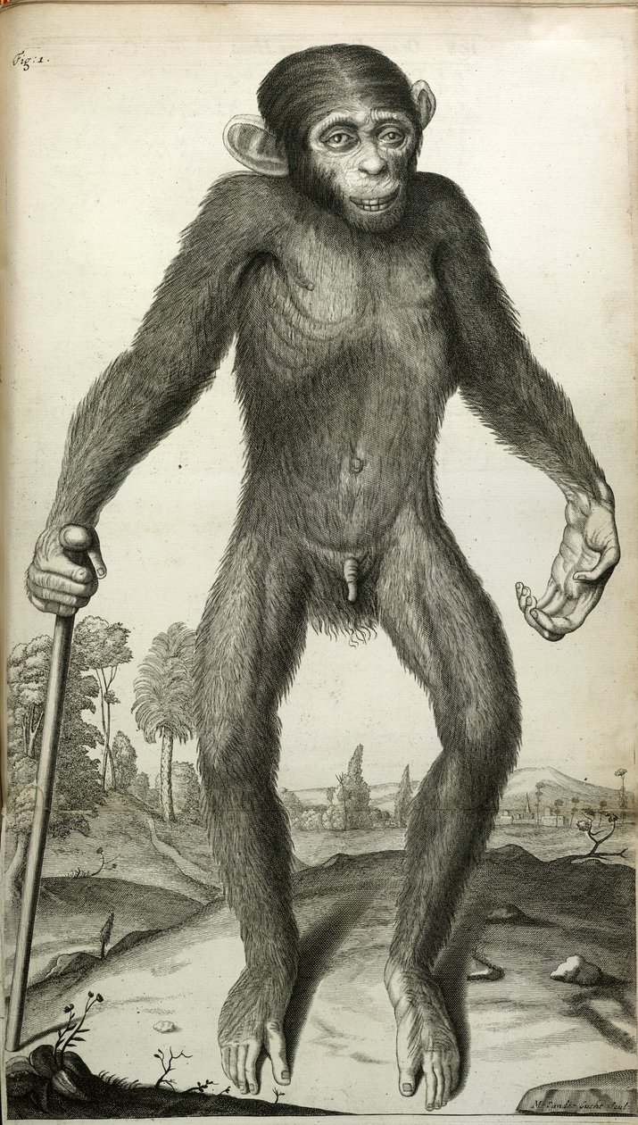 Orang-Outang ، sive Homo Sylvestris: أو ، تشريح الأقزام مقارنة بالقرد والقرد والرجل ... 