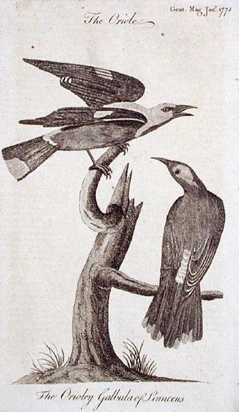 أوريول ، من مجلة جنتلمان ، نُشرت في يناير 1773 (نقش) بواسطة مدرسة اللغة الإنجليزية