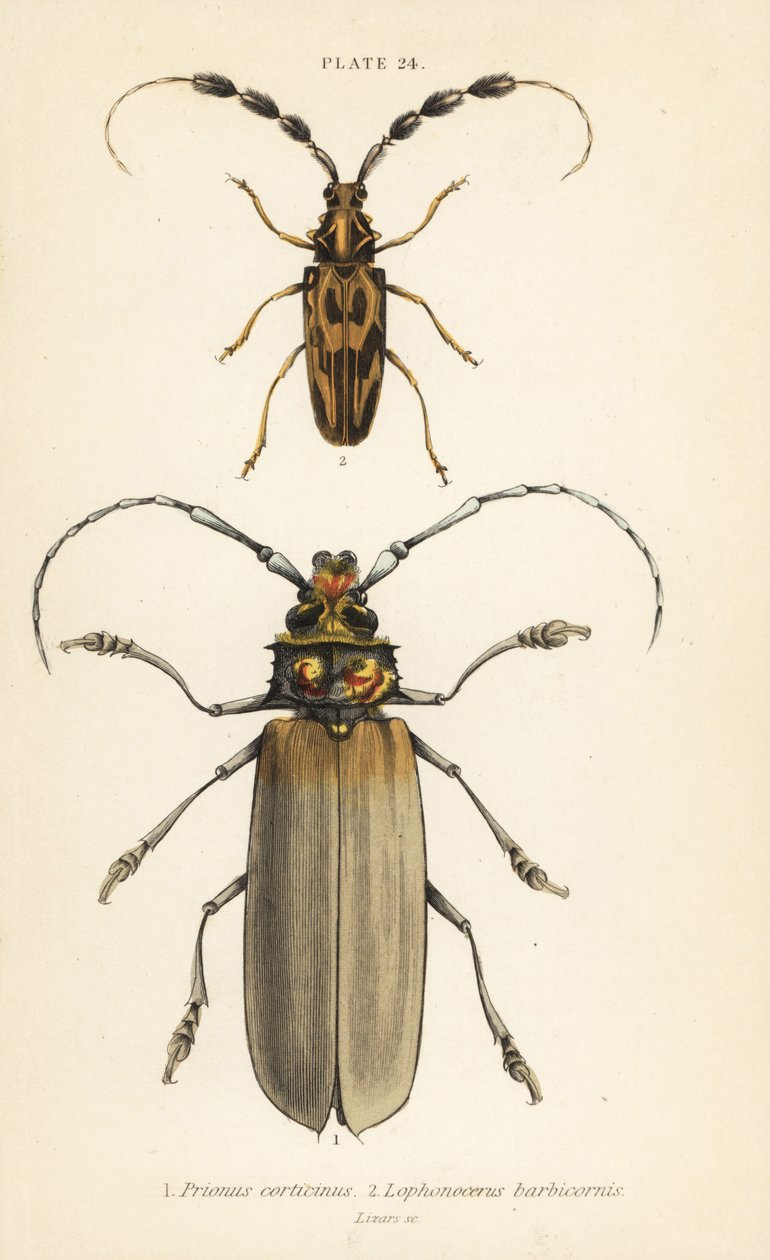 Orthomegas Cinnamomeus Prionus corticinus 1 و Batus barbicornis و Lophonocerus barbicornis 2 بواسطة مدرسة اللغة الإنجليزية
